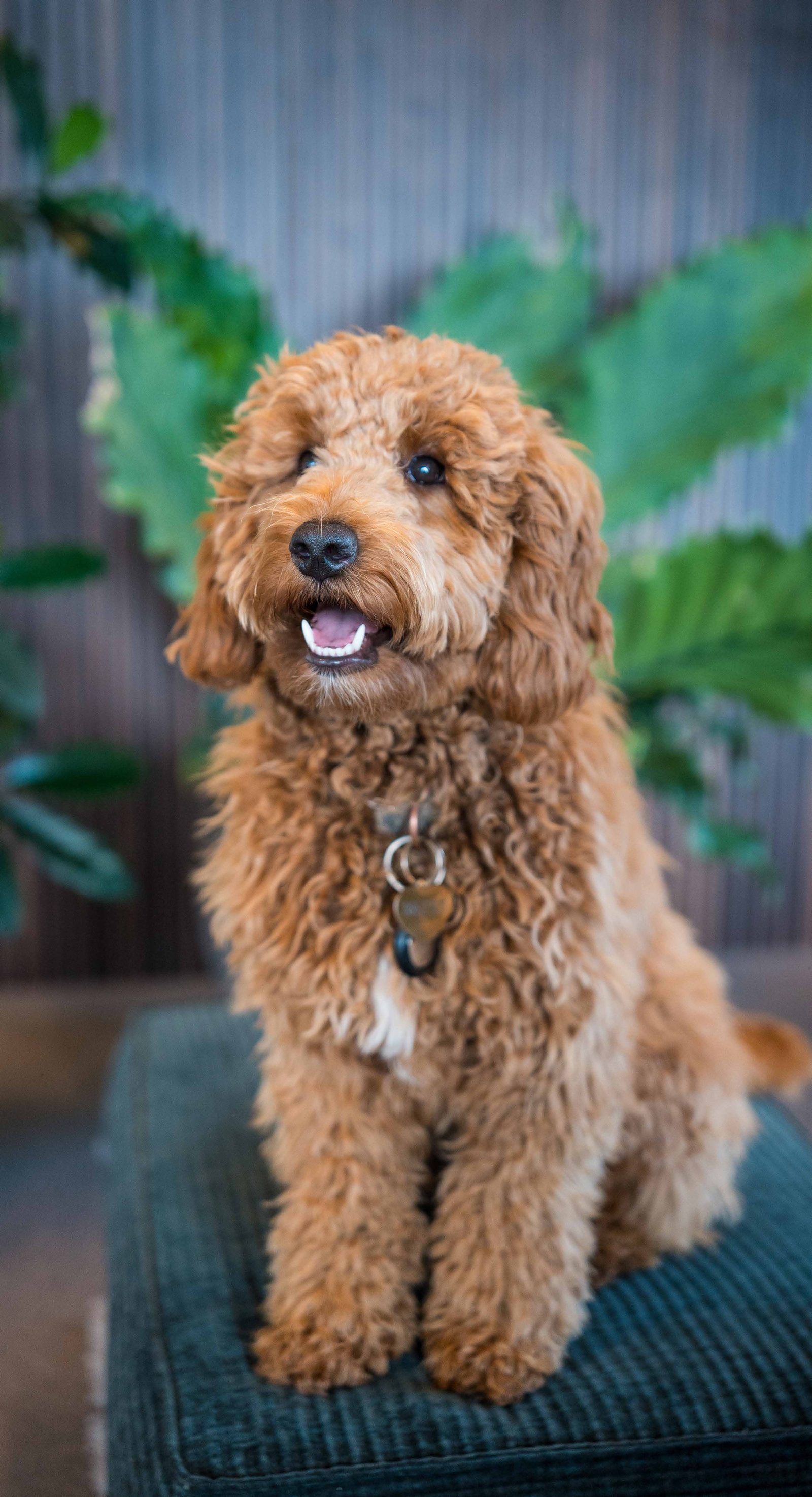 Billie, the office dog, sitting on a chair